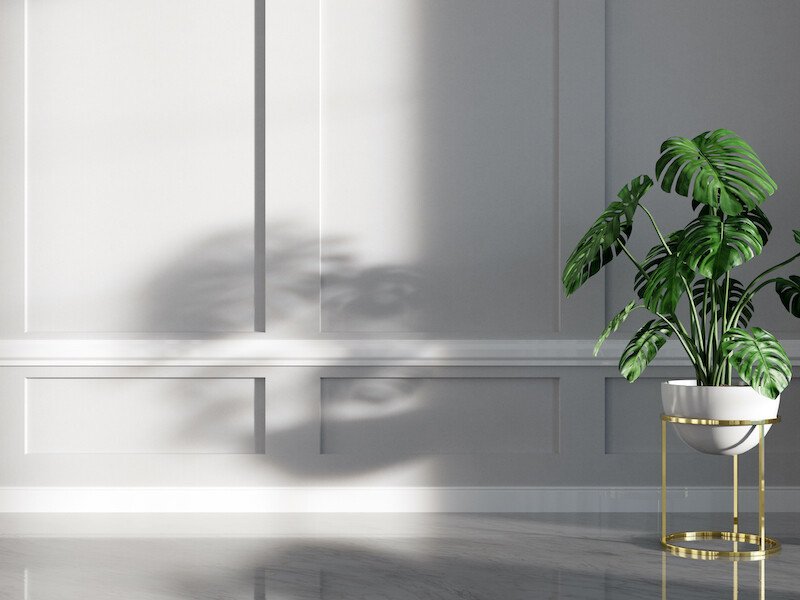 10 augalų, kuriems reikia mažiau saulės (paveiksėlyje: Monstera)
