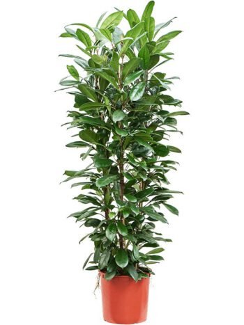 Fikusas cyathistipula