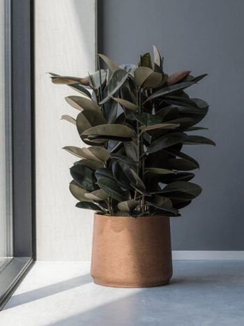 Fikusas elastica Abidjan 80cm