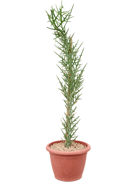 Euphorbia stenoclada