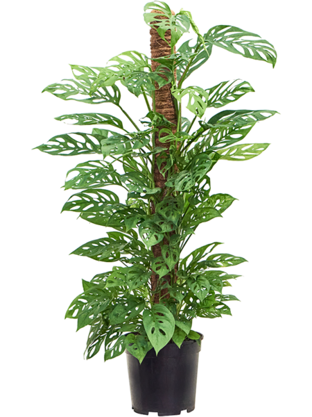 Monstera adansonii