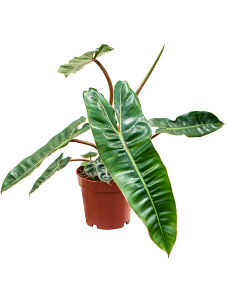 Filodendras "Billietiae"