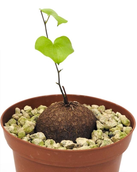 Rauplėtoji diskorėja - Dioscorea elephantipes - Image 4