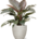 Filodendras „Imperial red”