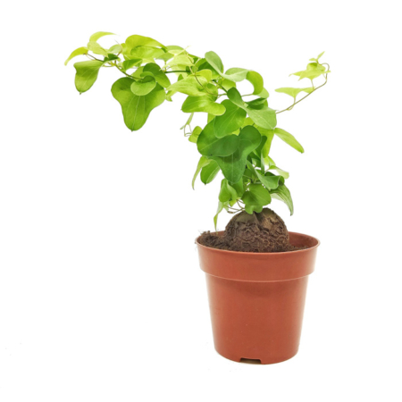 Rauplėtoji diskorėja - Dioscorea elephantipes - Image 2